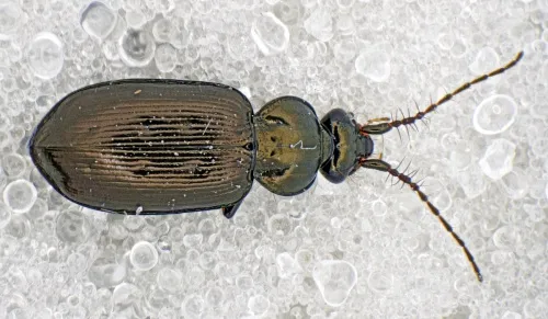 Loricera pilicornis - photo 4