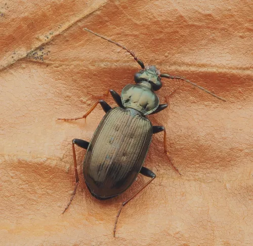 Loricera pilicornis - photo 5