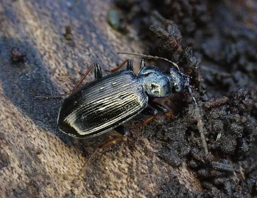 Loricera pilicornis - photo 6