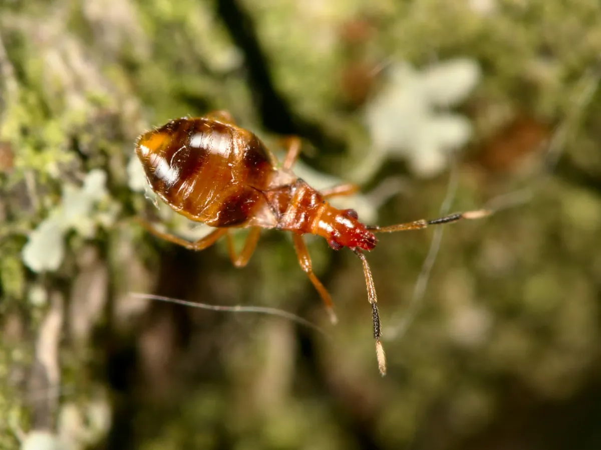 Loricula bipunctata 0