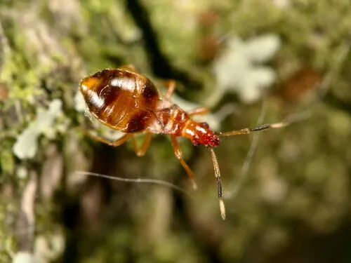 Loricula bipunctata 0 - photo 3