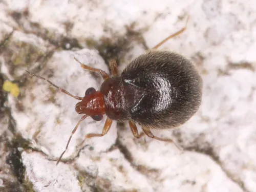 Loricula coleoptrata