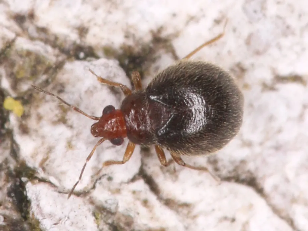 Loricula coleoptrata - photo 2