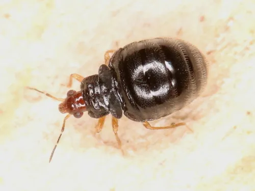 Loricula distinguenda