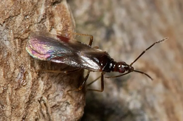 Loricula elegantula - photo 2