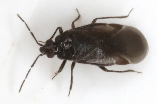 Loricula exilis