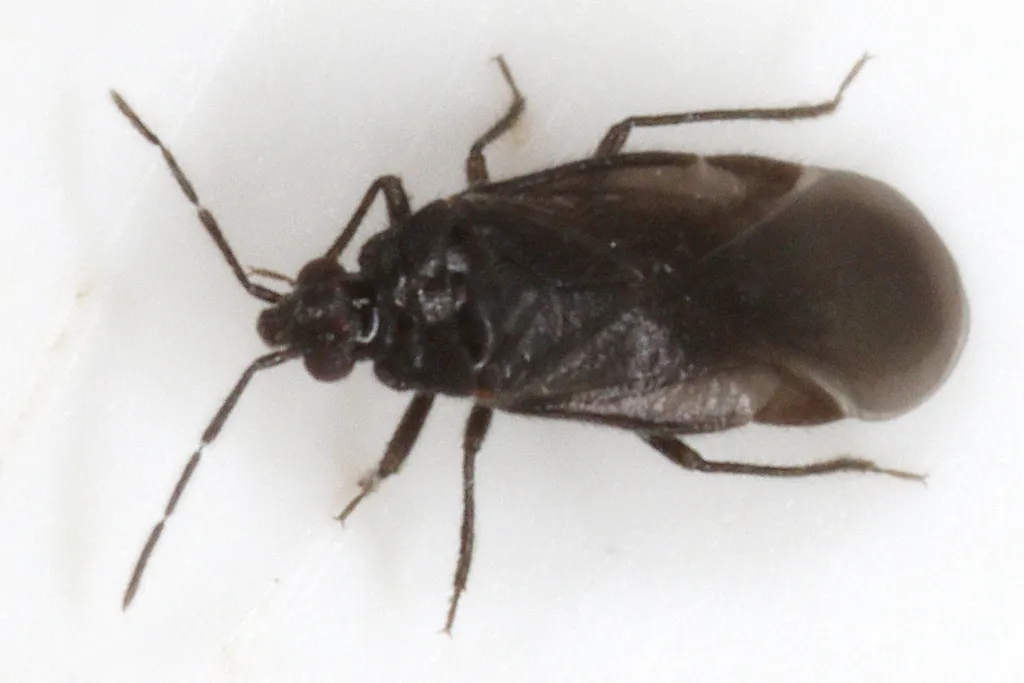 Loricula exilis - photo 2