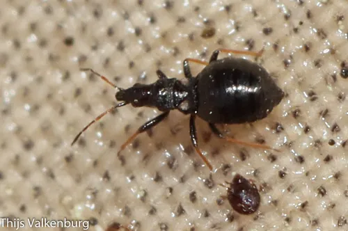 Loricula freyi