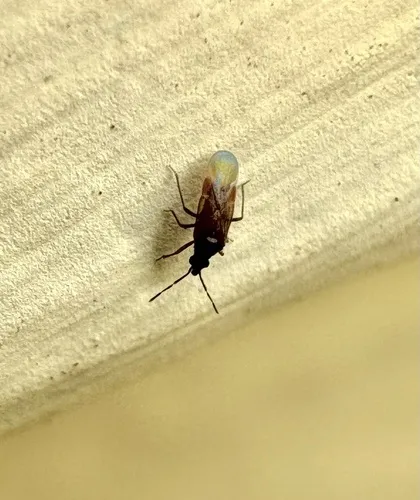 Loricula meinanderi