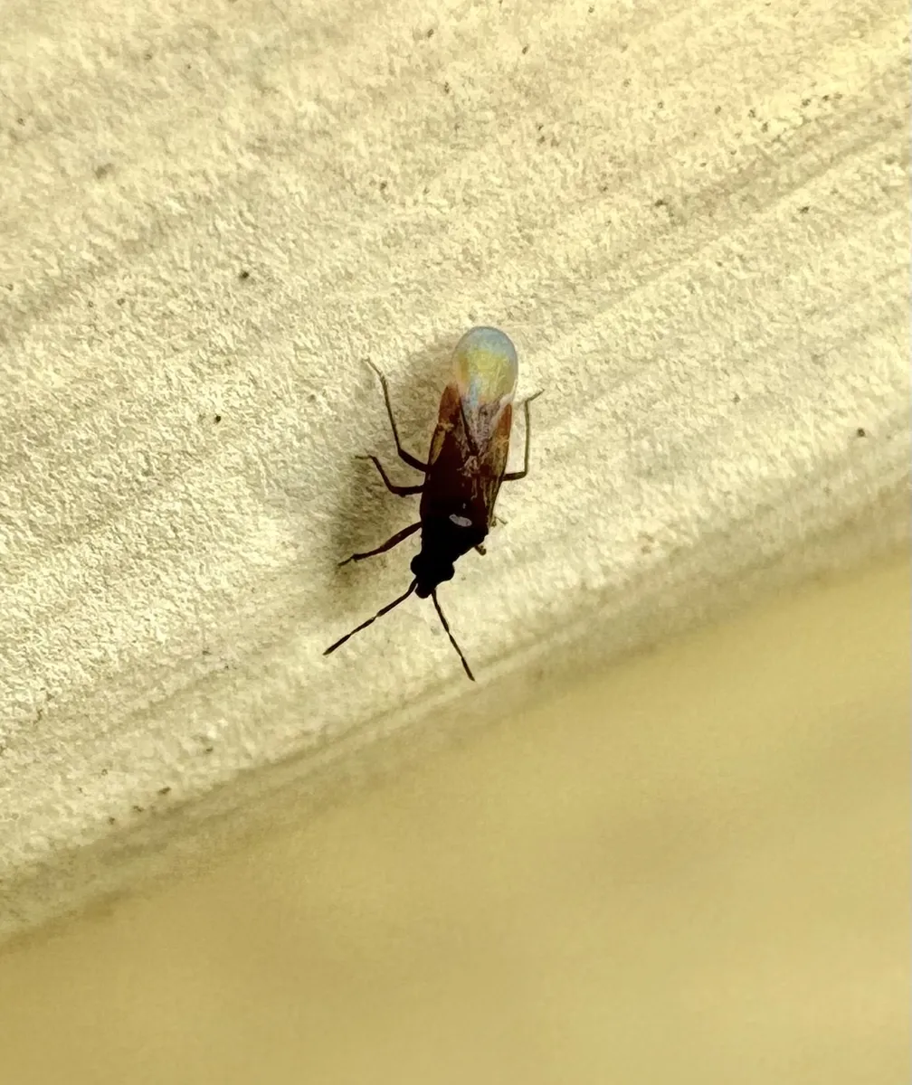 Loricula meinanderi - photo 3