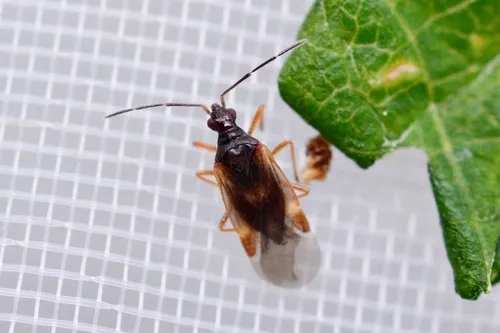 Loricula pilosella
