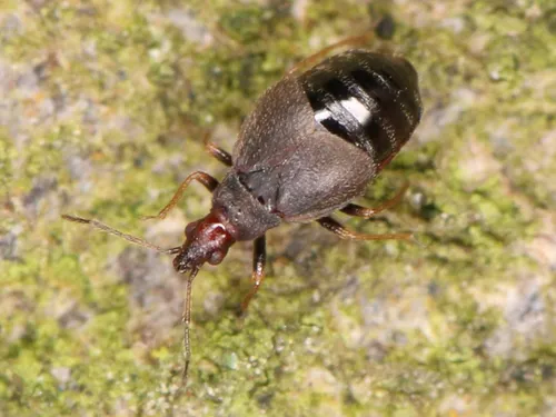 Loricula pselaphiformis
