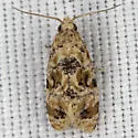 Chrysanthemum Flower Borer Moth - Hodges#3803