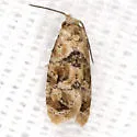 Chrysanthemum Flower Borer Moth - Hodges#3803 - photo 2