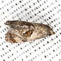 Chrysanthemum Flower Borer Moth - Hodges#3803 - photo 3