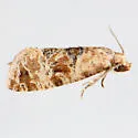 Chrysanthemum Flower Borer Moth - Hodges#3803 - photo 4