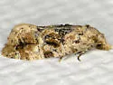 Chrysanthemum Flower Borer Moth - Hodges#3803 - photo 5