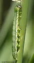 Veiled Ear Moth - Hodges#9454 - photo 2