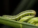 Veiled Ear Moth - Hodges#9454 - photo 3