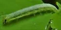 Veiled Ear Moth - Hodges#9454 - photo 4