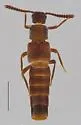 Losiusa angusticollis