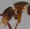 Losiusa angusticollis - photo 2