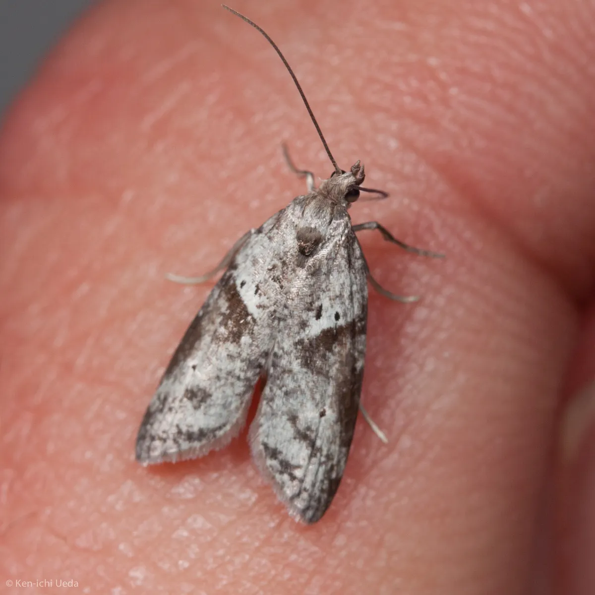 Lotisma trigonana - Hodges#2312
