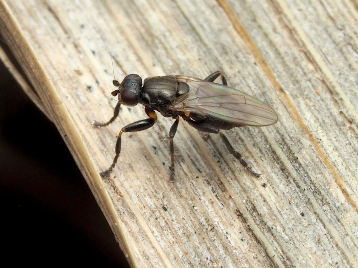 Lotophila atra - photo 3