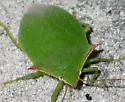 Loxa flavicollis