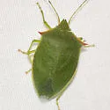 Loxa flavicollis - photo 3