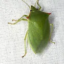 Loxa flavicollis - photo 5