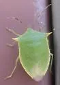 Loxa viridis
