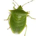 Loxa viridis - photo 2