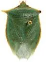 Loxa viridis - photo 3