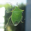 Loxa viridis - photo 4