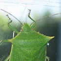 Loxa viridis - photo 5