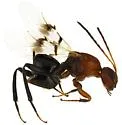 Loxaulus maculipennis