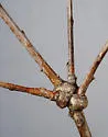 Loxaulus quercusmammula
