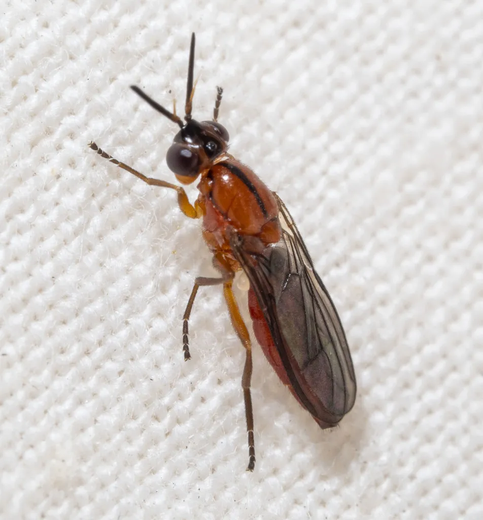 Loxocera fumipennis - photo 2