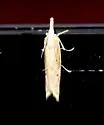 Loxocrambus canellus - Hodges#5427
