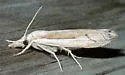 Loxocrambus canellus - Hodges#5427 - photo 2