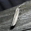Loxocrambus canellus - Hodges#5427 - photo 4