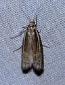 Loxocrambus coloradellus - Hodges#5387