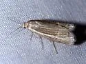 Loxocrambus coloradellus - Hodges#5387 - photo 2