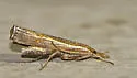 Loxocrambus coloradellus - Hodges#5387 - photo 4