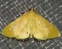 Loxomorpha flavidissimalis - Hodges#5155 - photo 2