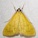Loxomorpha flavidissimalis - Hodges#5155 - photo 3