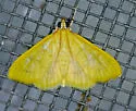 Loxomorpha flavidissimalis - Hodges#5155 - photo 4