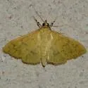 Loxomorpha flavidissimalis - Hodges#5155 - photo 5