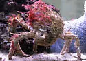 Masking Crab